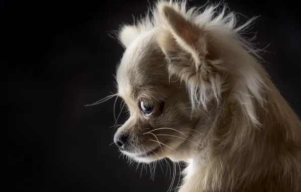 Picture portrait, dog, muzzle, black background, Chihuahua