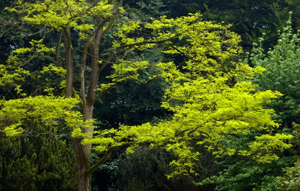 Greens, leaves, green, Trees, trees, leaves