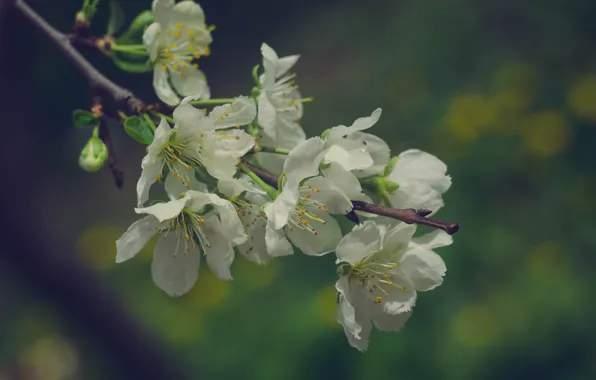 Picture flower, cherry, spring, flowering, cherry blossoms