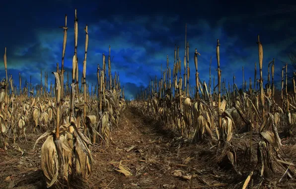 Picture field, the sky, corn