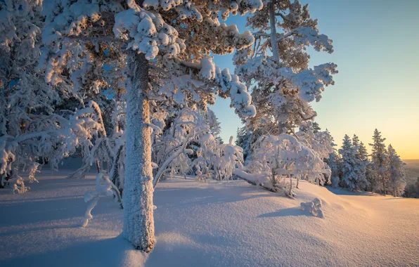 Winter, forest, snow, trees, the snow, taiga, Finland, Finland
