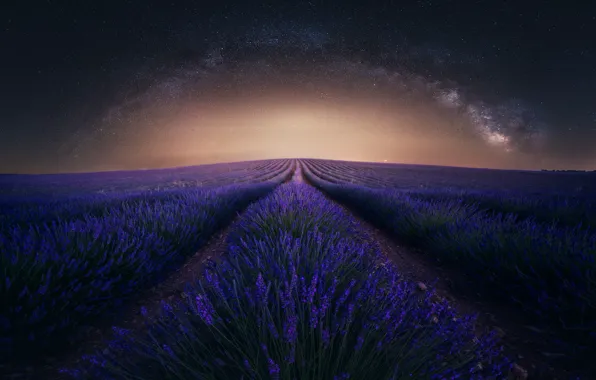 Flowers, night, The milky way, lavender, lavender field