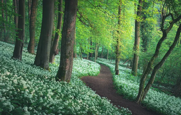 Forest, trees, path, ramsons
