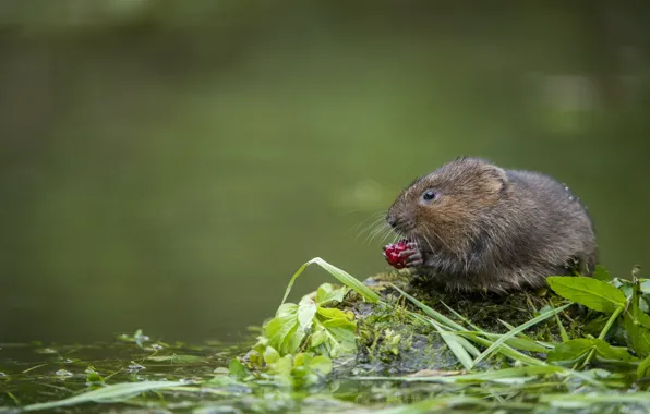 Picture berries, mouse, pond, rat, water, the water rat, water vole