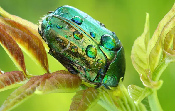 Picture leaves, drops, macro, green, background, plant, beetle, insect
