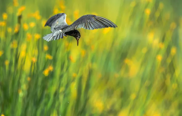 Picture flight, background, bird, wings