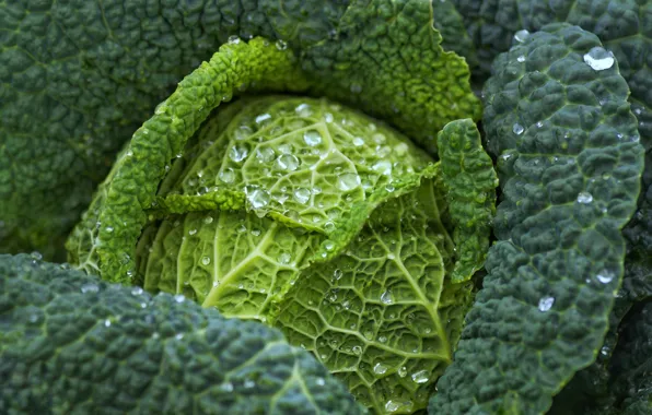 Drops, Rosa, cabbage, water drops