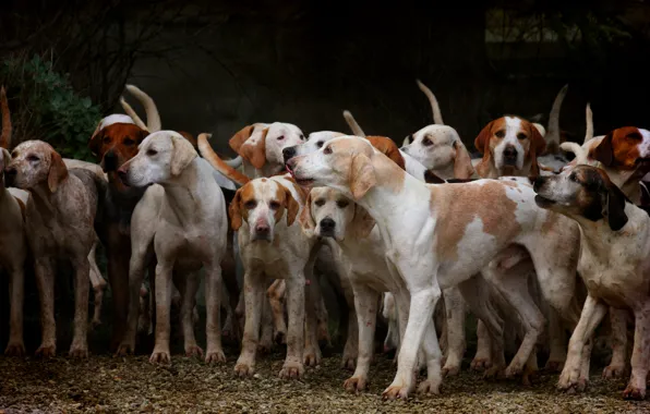 Dogs, pebbles, Park, the dark background, dog, pack, paws, team