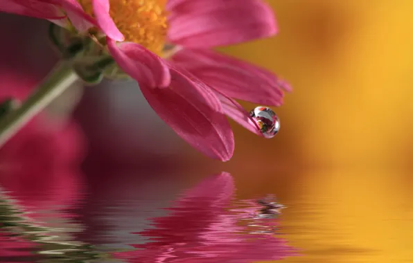 Picture flower, water, nature, drop, macro, waterdrop