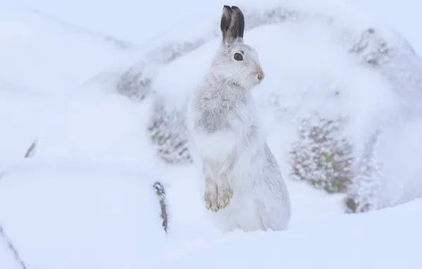 Winter, snow, hare, stand