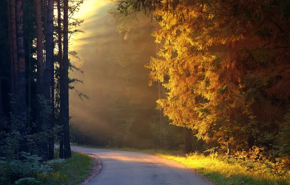 Picture road, the sun, rays, trees