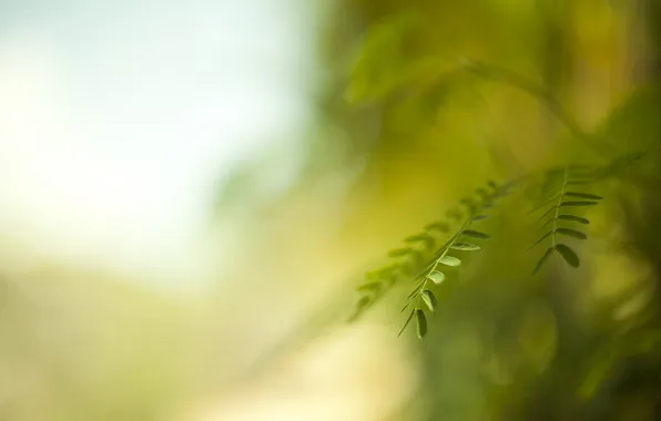 Leaves, macro, nature