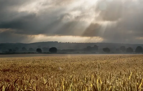 Field, landscape, rain, ears