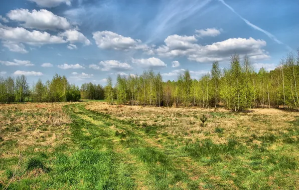 Summer, nature, beautiful