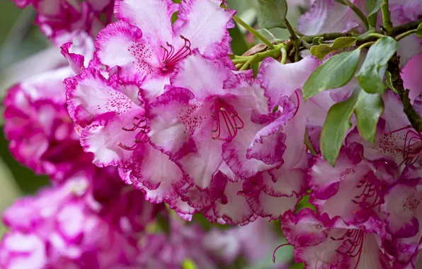 Picture macro, rhododendron, inflorescence
