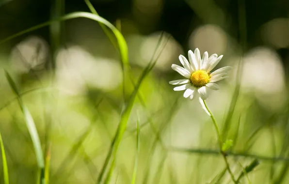 Flower, grass, macro, light, Daisy, bokeh