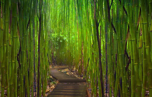 Picture thickets, bamboo, path