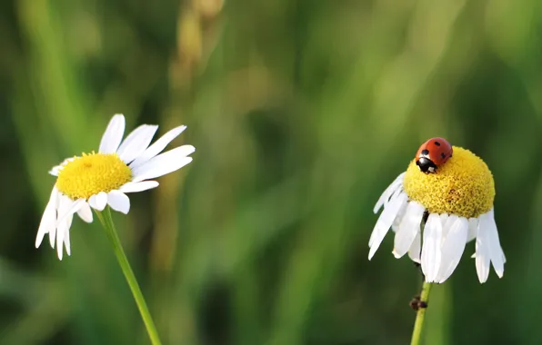 Flowers, insects, ladybug, chamomile