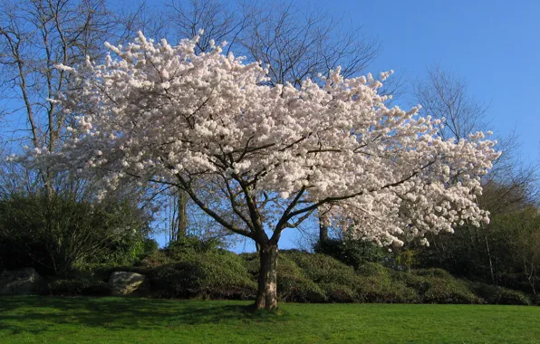 Picture white, cherry, Tree, Sakura