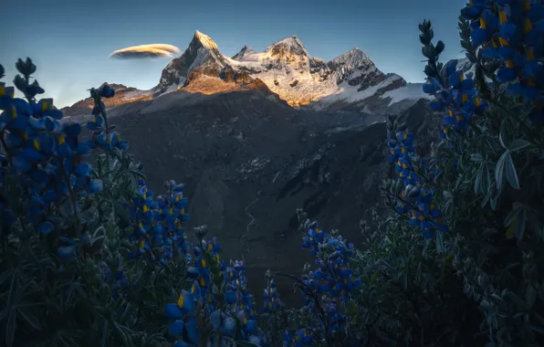 The sky, snow, flowers, mountains, tops, lighting, blue, lupins