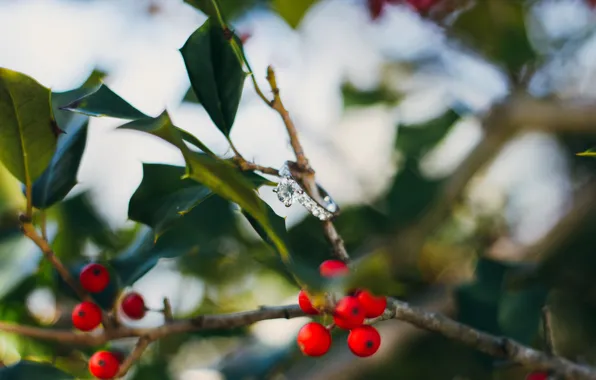 Picture leaves, branches, berries, stone, ring, red