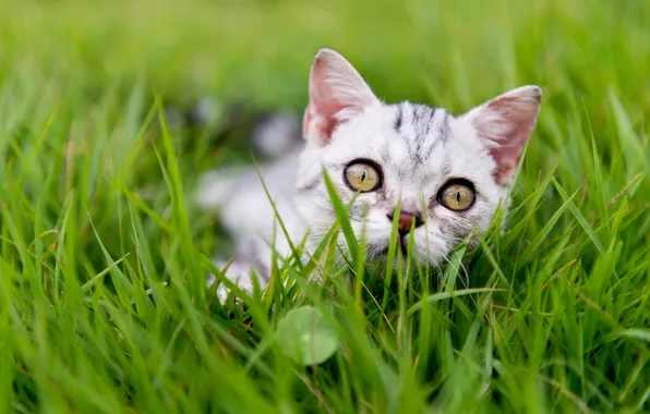Cat, grass, look, pose, kitty, grey, glade, face