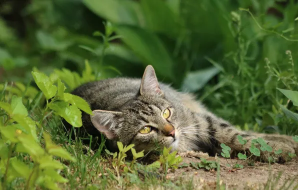 Greens, cat, summer, grass, cat, look, leaves, nature