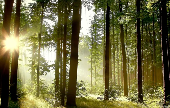 Forest, light, nature