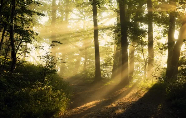 Forest, light, nature, fog, morning