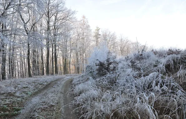 Winter, forest, nature
