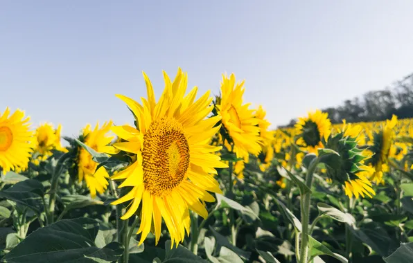 Field, summer, the sky, sunflowers, nature, plant, morning, Russia
