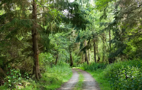 Picture road, forest, nature