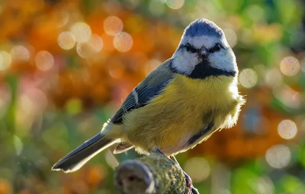 Picture nature, bird, branch, bokeh, tit