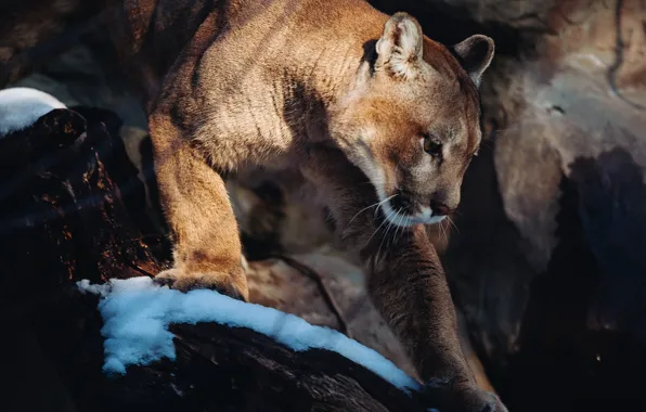 Predator, Puma, wild cat, mountain lion, Cougar