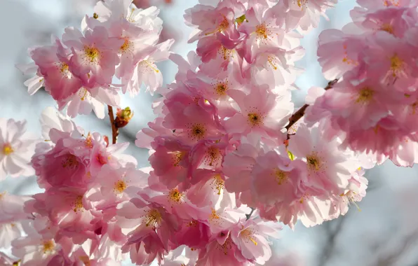 The sky, macro, flowers, branches, cherry, beauty, spring, petals