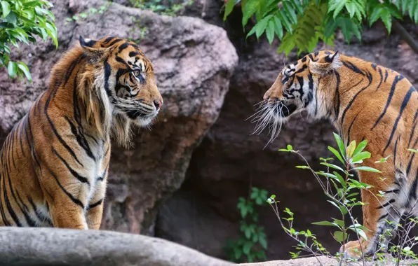 Picture look, cats, tiger, pair, profile, Sumatran