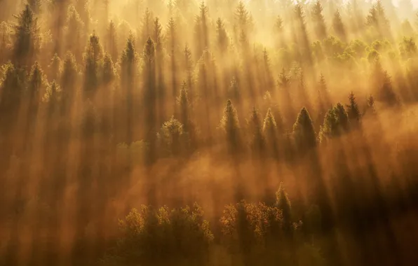 Picture forest, light, trees, fog, morning, forest