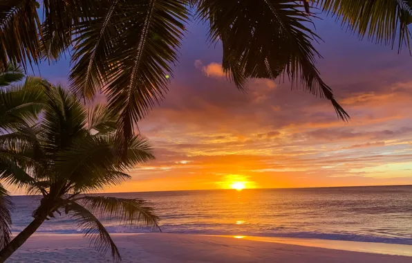 Sand, sea, beach, water, the sun, sunset, nature, palm trees