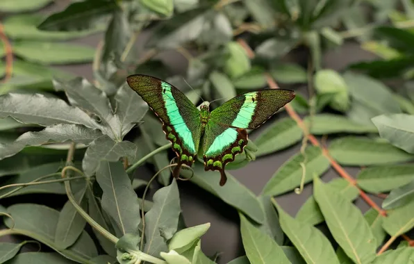 Leaves, microsemi, wings, Butterfly, insect, beautiful, closeup