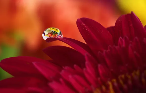 Drops, macro, flowers