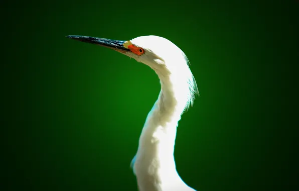 Picture eyes, beak, Heron, neck