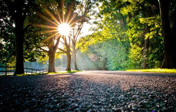 Picture road, the sun, light, trees