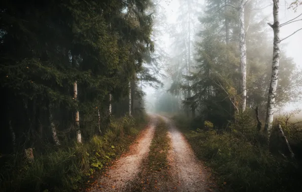 Picture road, forest, trees, branches, fog, foliage, morning, trunk