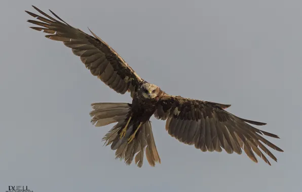 Background, bird, bird of prey, DUELL ©