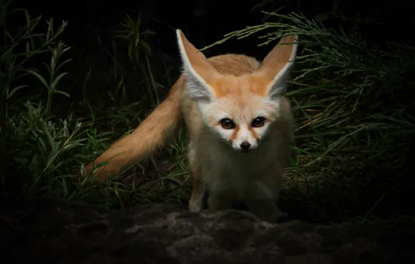 Look, nature, the dark background, plants, Fox, face, Fenech, Fenech