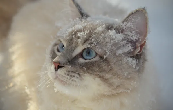 Picture cat, cat, look, snow, muzzle, blue eyes, cat