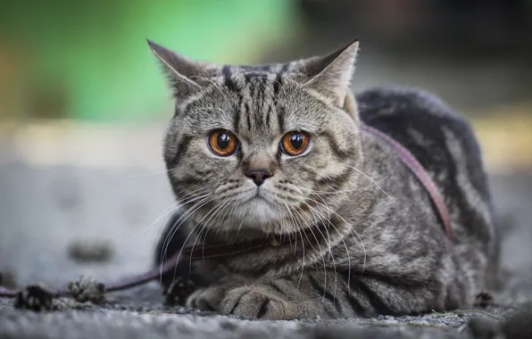 Picture cat, face, background