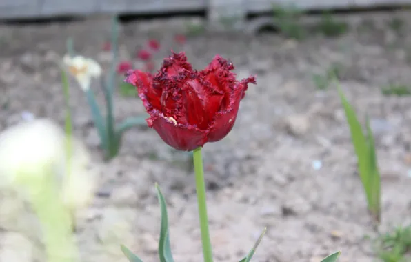 Red, al, lonely