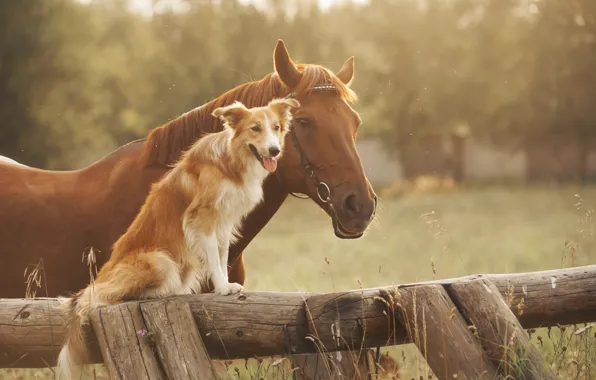 Field, horse, horse, the fence, dog, haze, friends, muzzle