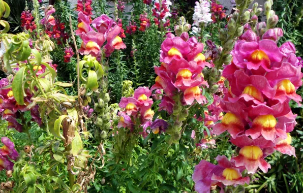 Picture photo, Flowers, Closeup, Snapdragons